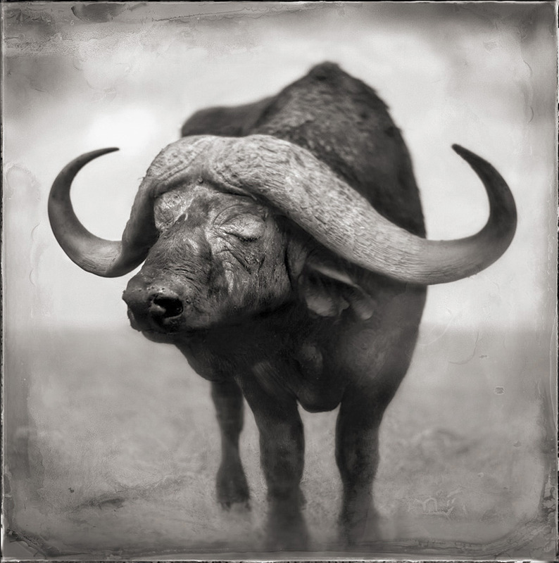 buffalo