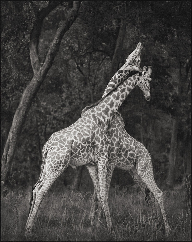 giraffe
