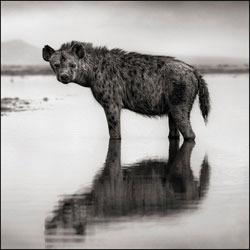 hyena