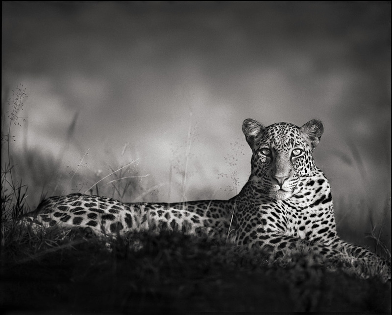 leopard