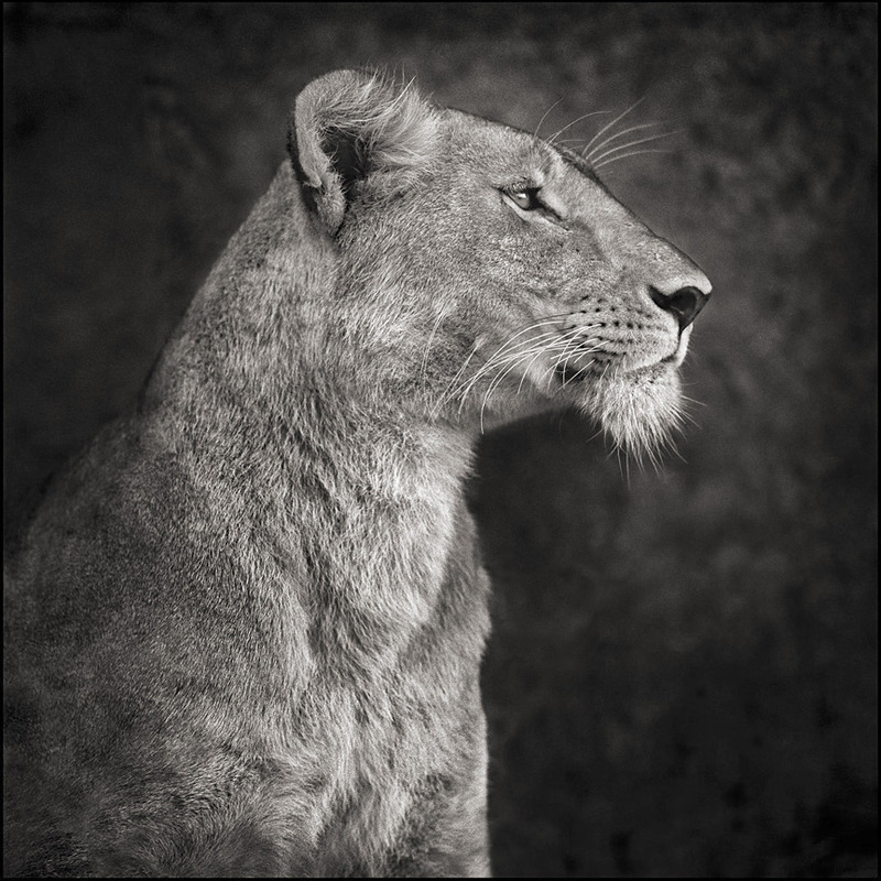 lion