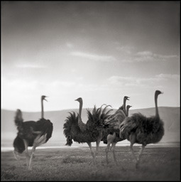 ostrich