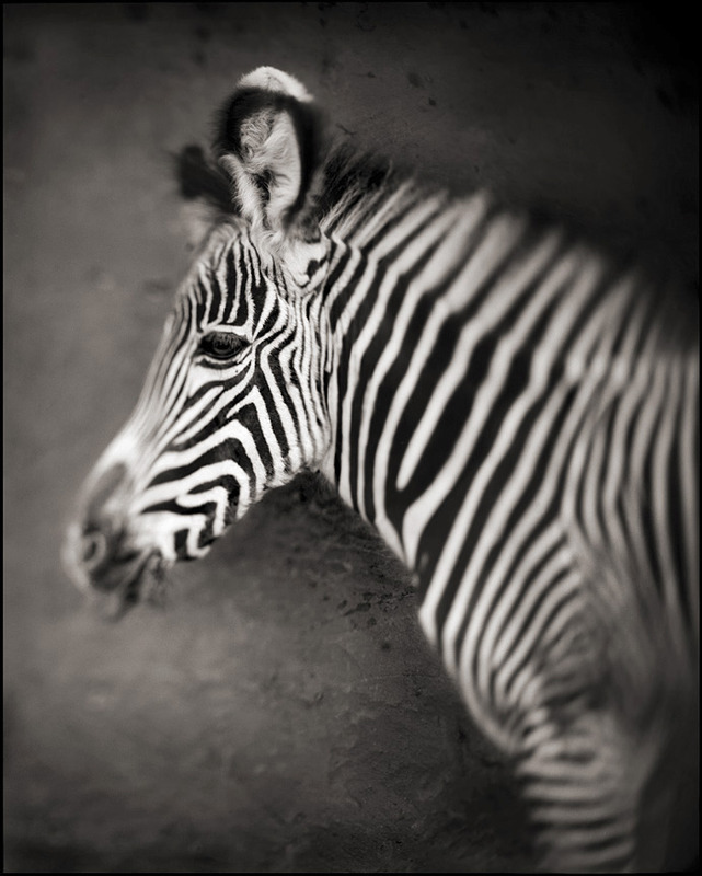 zebra