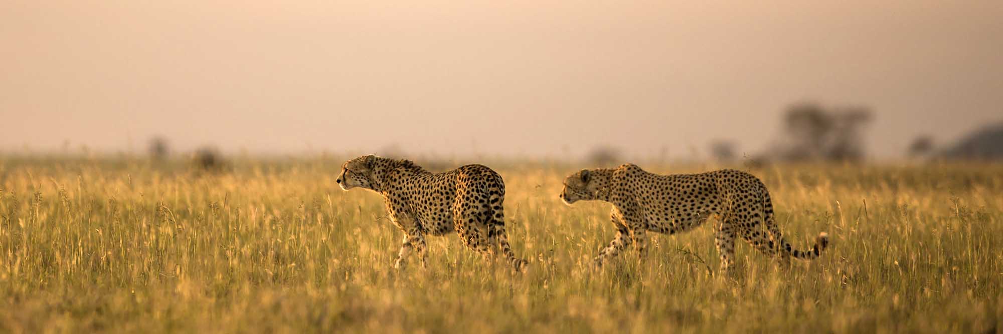 Manage Your Monthly Gift