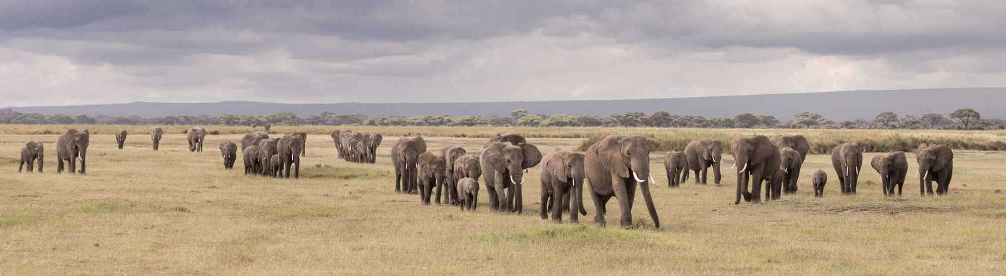 Wildlife Protection