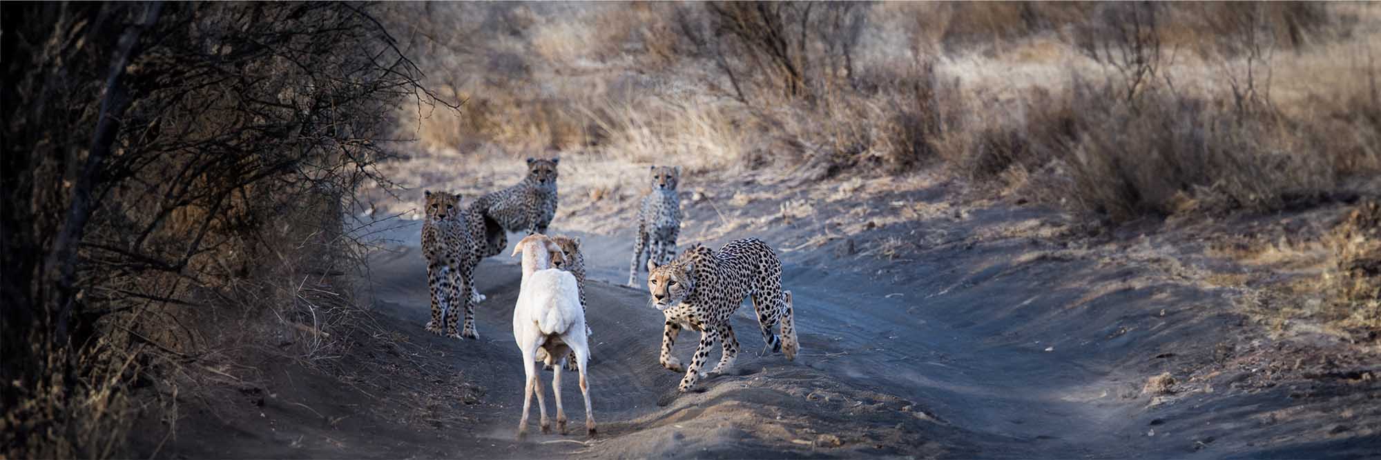 Predator Compensation