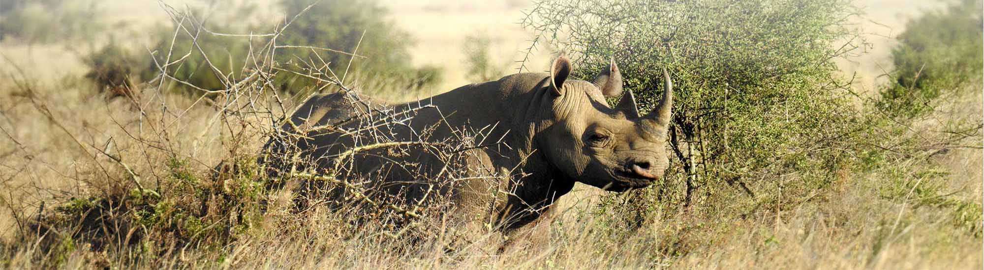 Rhino Protection