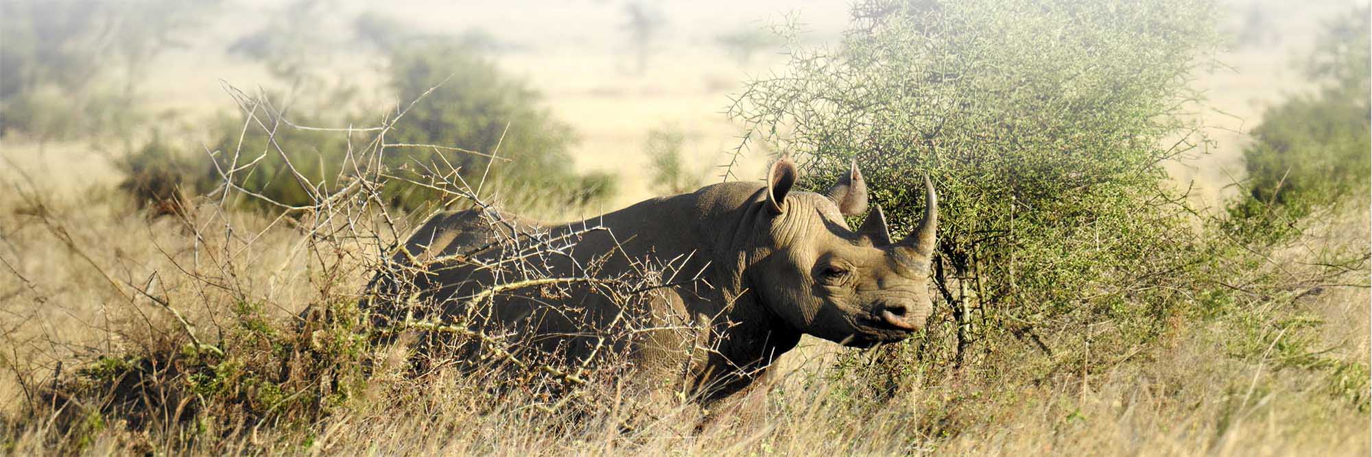 Rhino Protection