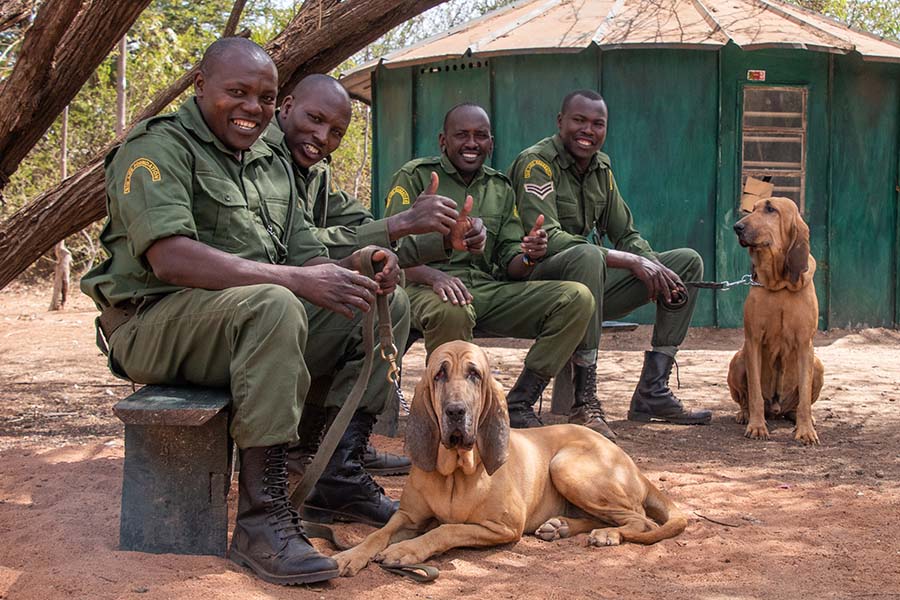 rangers and dogs