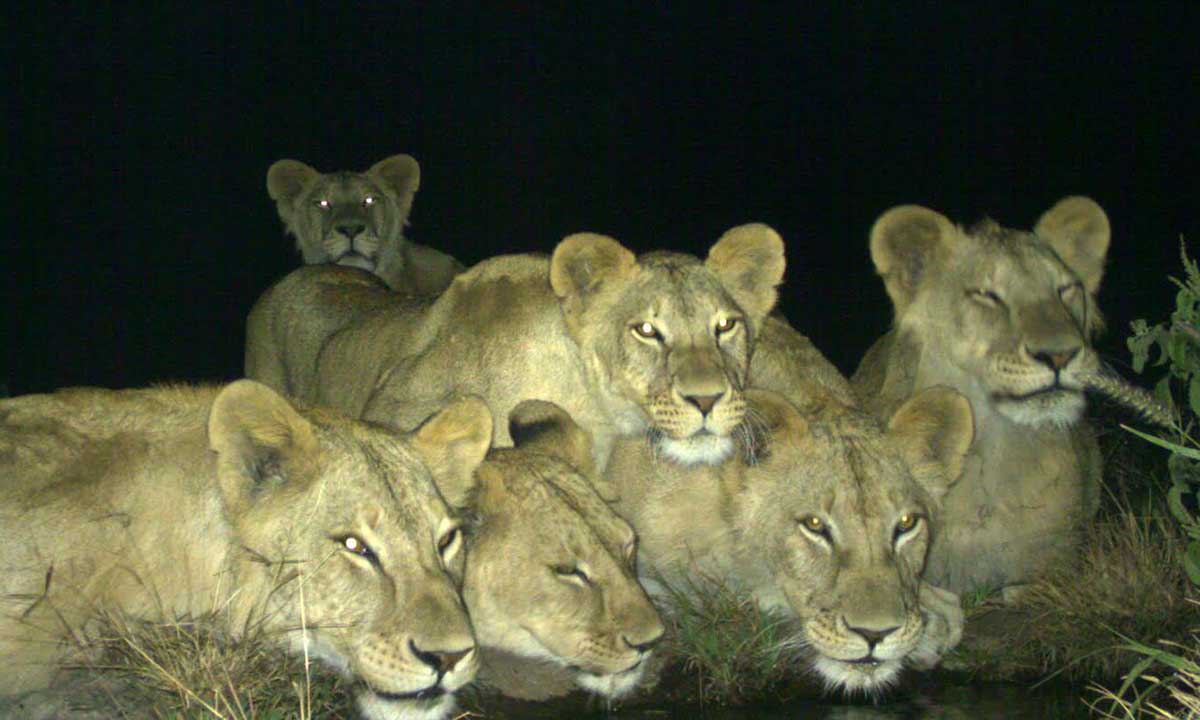 lions Slide background