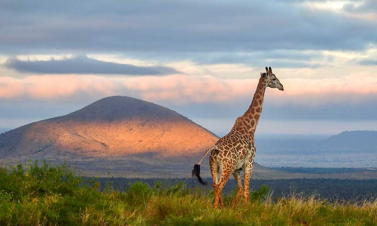 giraffe Slide background