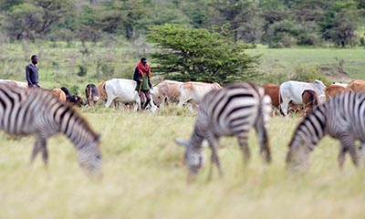 zebras herders