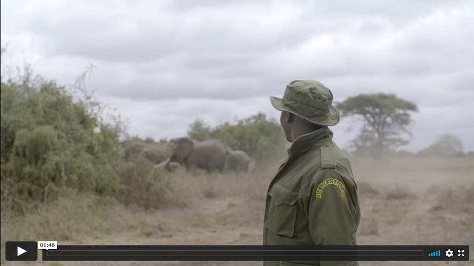 The Battle Against Poaching