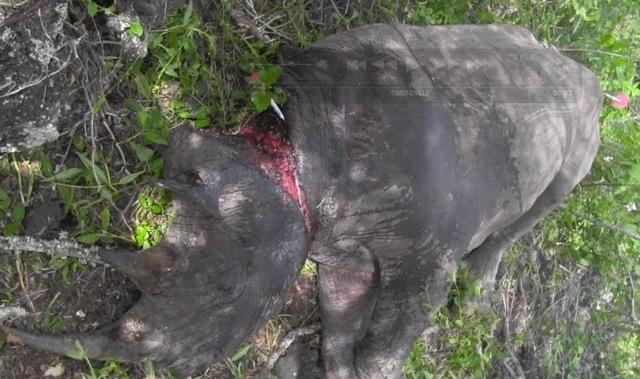 130423 1 2 The Search for the Snared Rhino April 24 Game Over