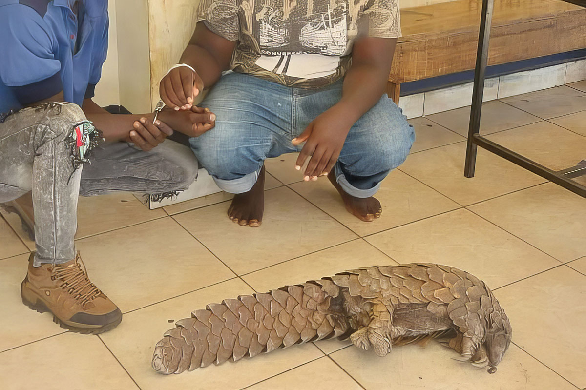 250215 pangolin day web