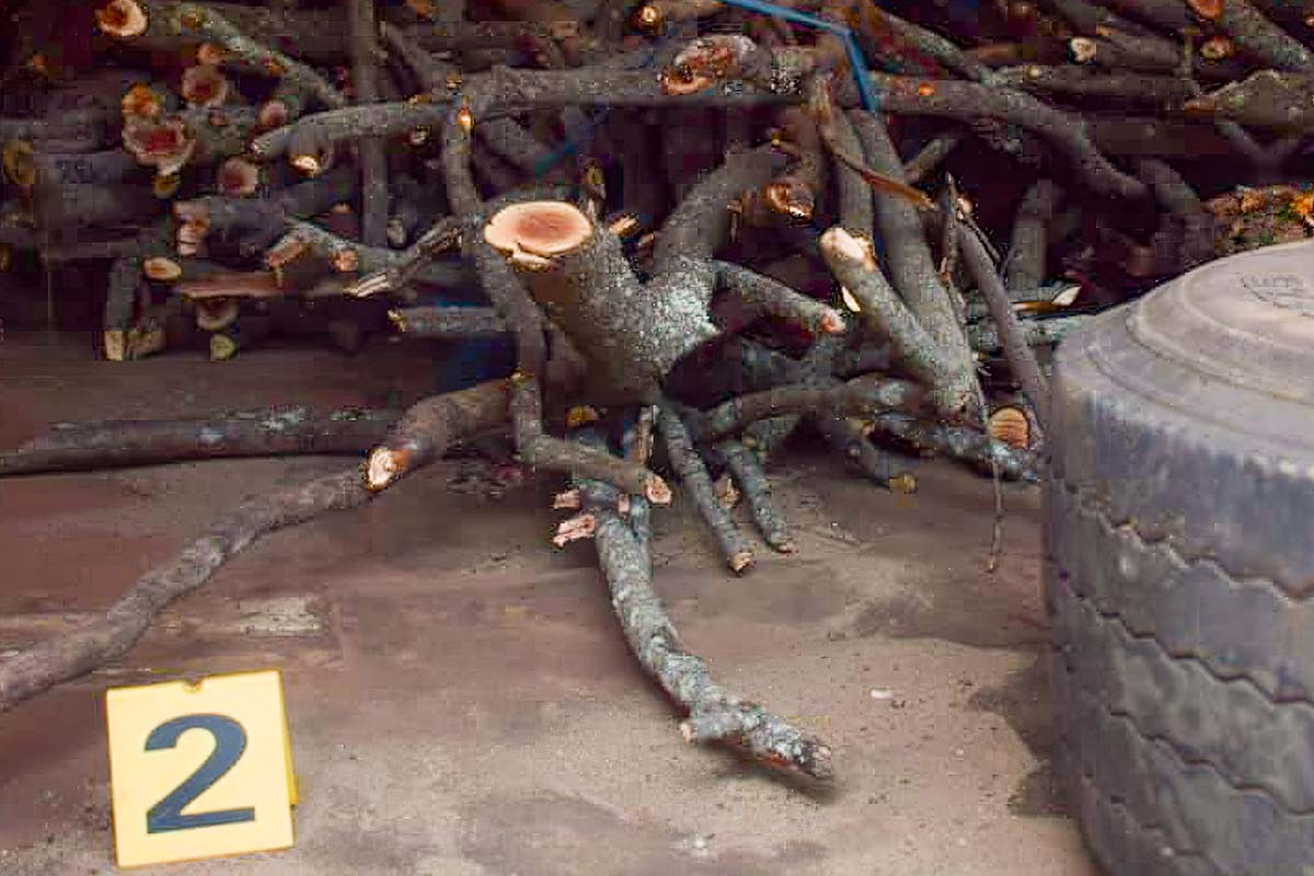 260225 sandalwood bust