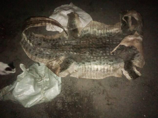 170406 1 1 Catching a Crocodile Catcher