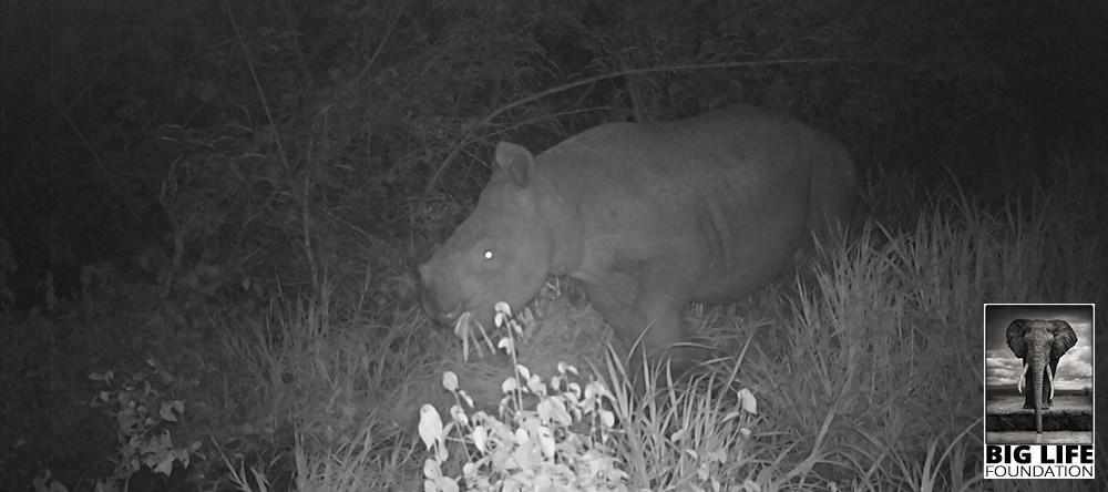 180518 New Baby Rhino