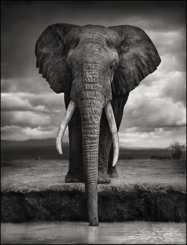 Elephant Drinking, Amboseli 2007. Killed by Poachers, 2009 New York Times Article About Nick Brandt and Big Life Foundation
