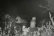 200415 lion meets owl on trail camera
