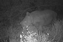 180518 New Baby Rhino