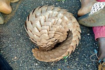 210420 Pangolin saved from illegal trafficking