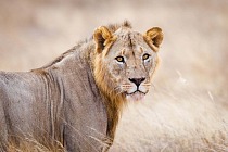 200810 A male lion explores big lifes area of operation