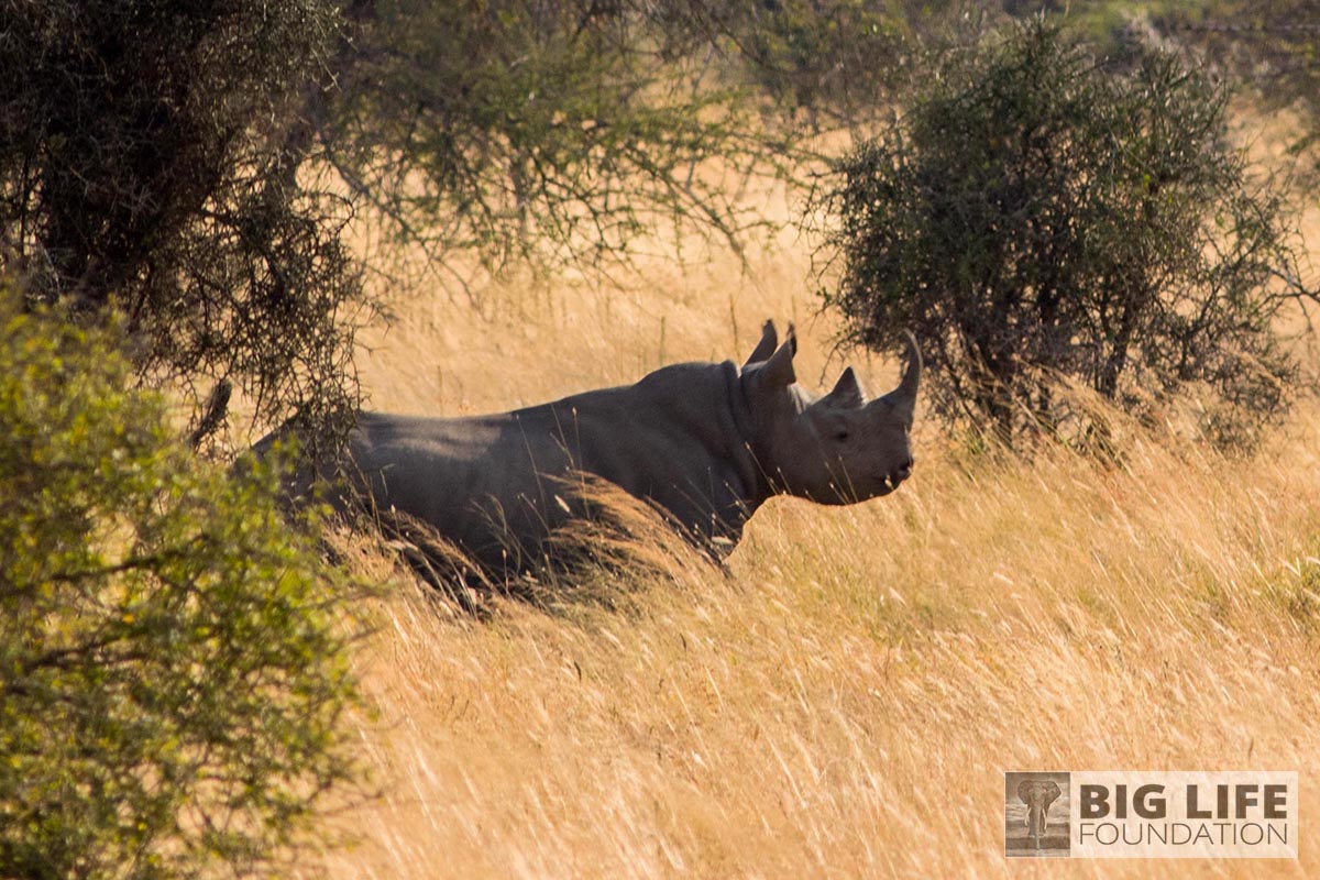 rhino protection